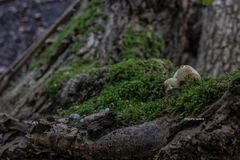 Fotografiert beim Priester weg