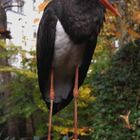 Fotografiert im Eulen-Kloster des Kölner Zoos