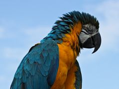 Fotografiert im Vogelpark Walsrode