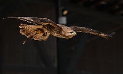 Fotografiert in der Falknerei Pierre Schmidt / Greifvogelschau.