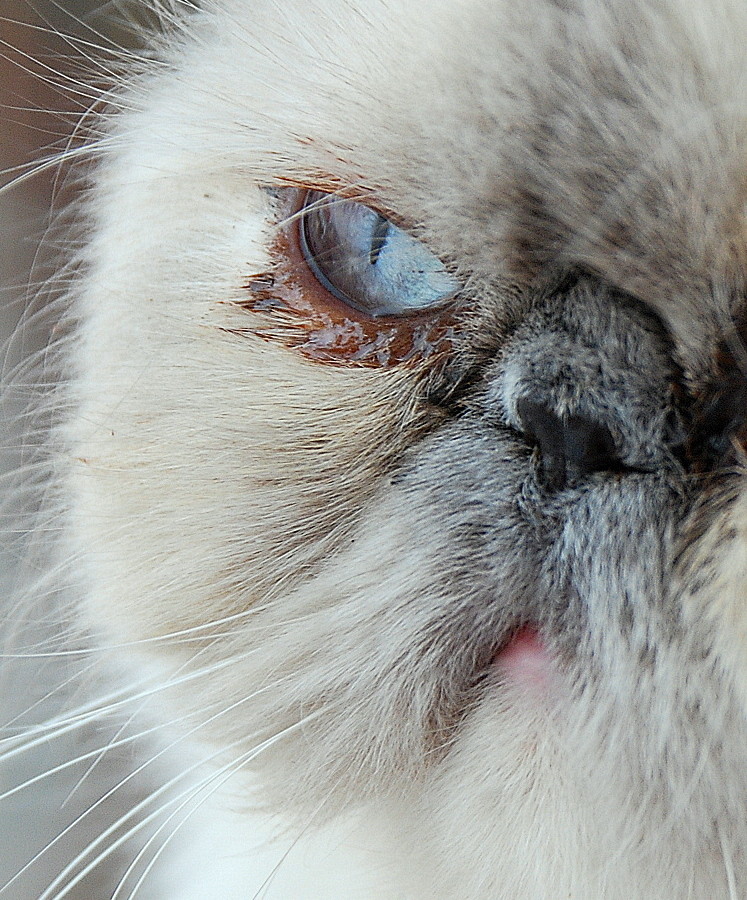 Fotografierter Kopf einer Perserkatze