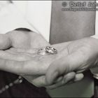 Fotograf/in für Hochzeit gesucht