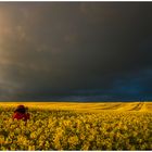 Fotografin im Rapsfeld