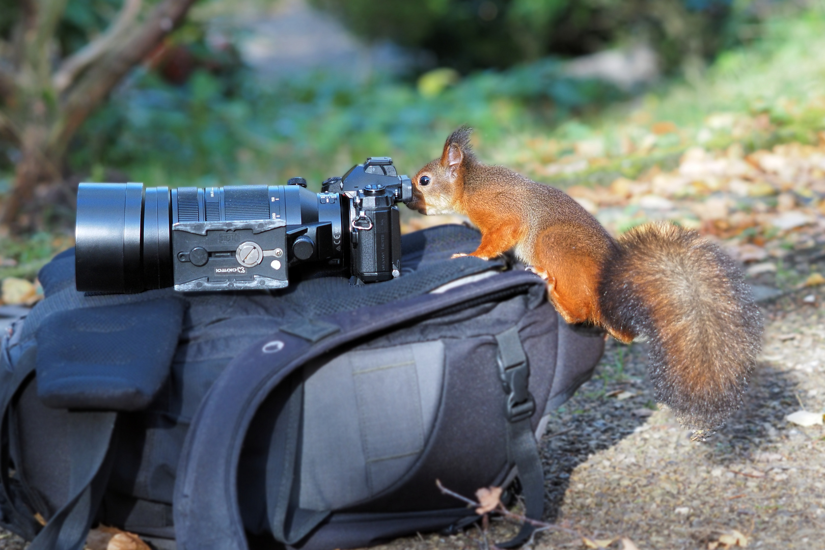  fotografisch interessiertes Eichhörnchen  01558