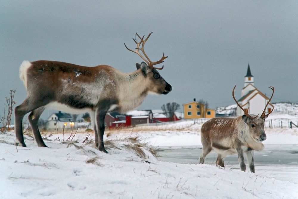 Fotografische Rentierjagd