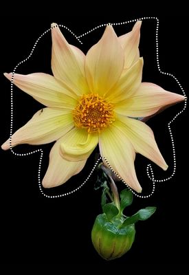 Fotografisches Ausschneiden