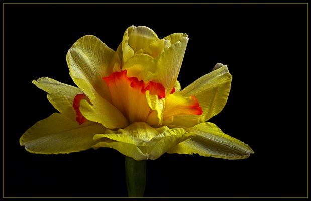 Fotografisches Frühlingserwachen 2020 - ( Stacking Bild ) 