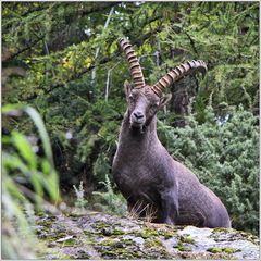 fotografisches "Jagdglück" ...