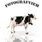 FotografVIEH