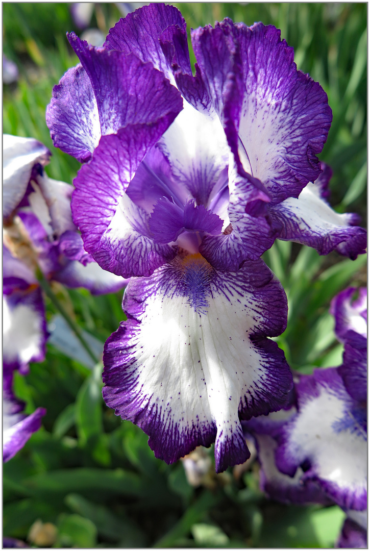 Fotoimpressionen Iris