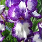 Fotoimpressionen Iris