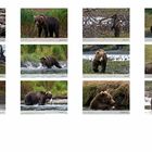 Fotokalender 2012 - Grizzlies