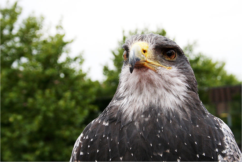 Fotokina 2006: Adler 2