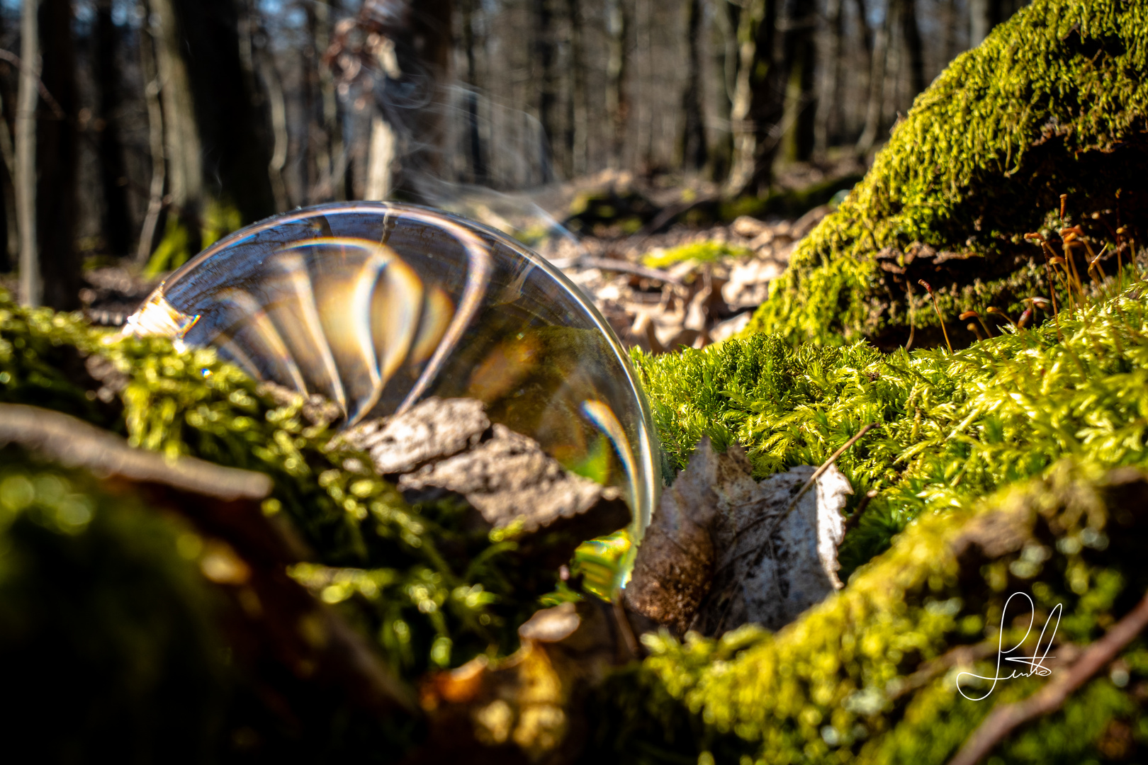 Fotokugel im Wald