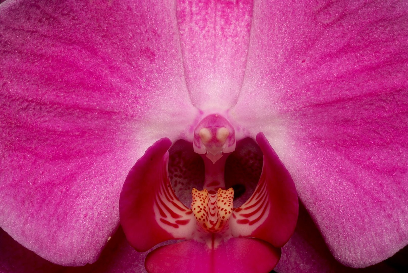 Fotokurs Blumen- und Makrofotografie EGA Erfurt