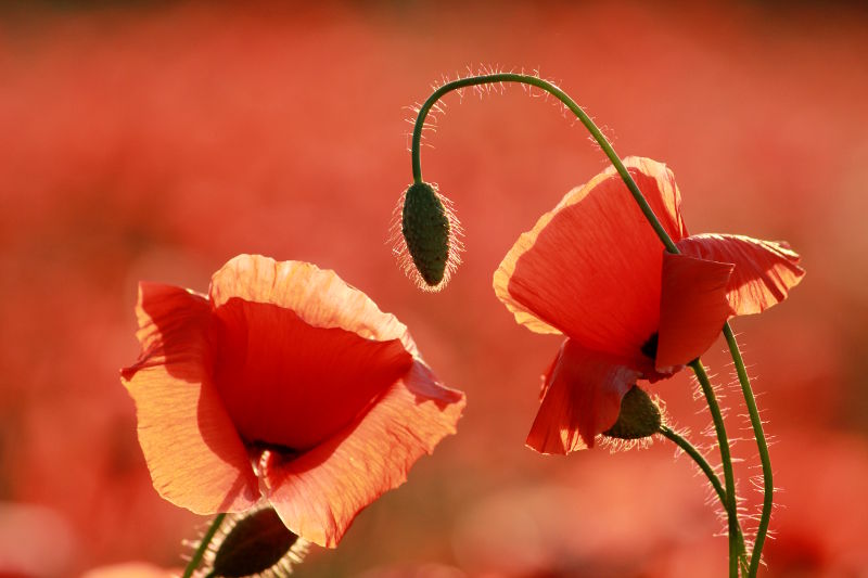 Fotokurs Blumenfotografie