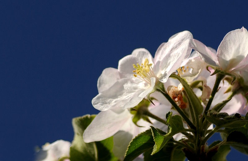 Fotokurs Frankfurt: von der Apfelblüte zum Apfelwein