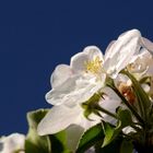 Fotokurs Frankfurt: von der Apfelblüte zum Apfelwein