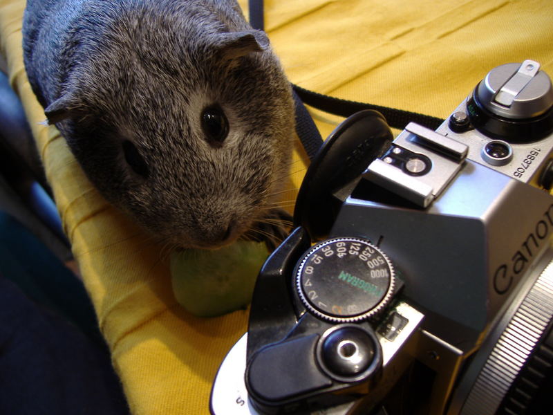 Fotokurs für Meerschweinchen