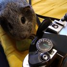 Fotokurs für Meerschweinchen