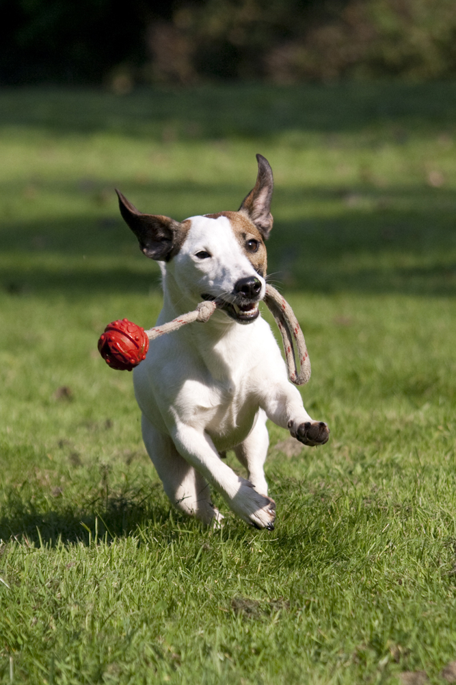 Fotokurs "Hunde in Bewegung"