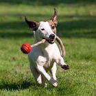 Fotokurs "Hunde in Bewegung"