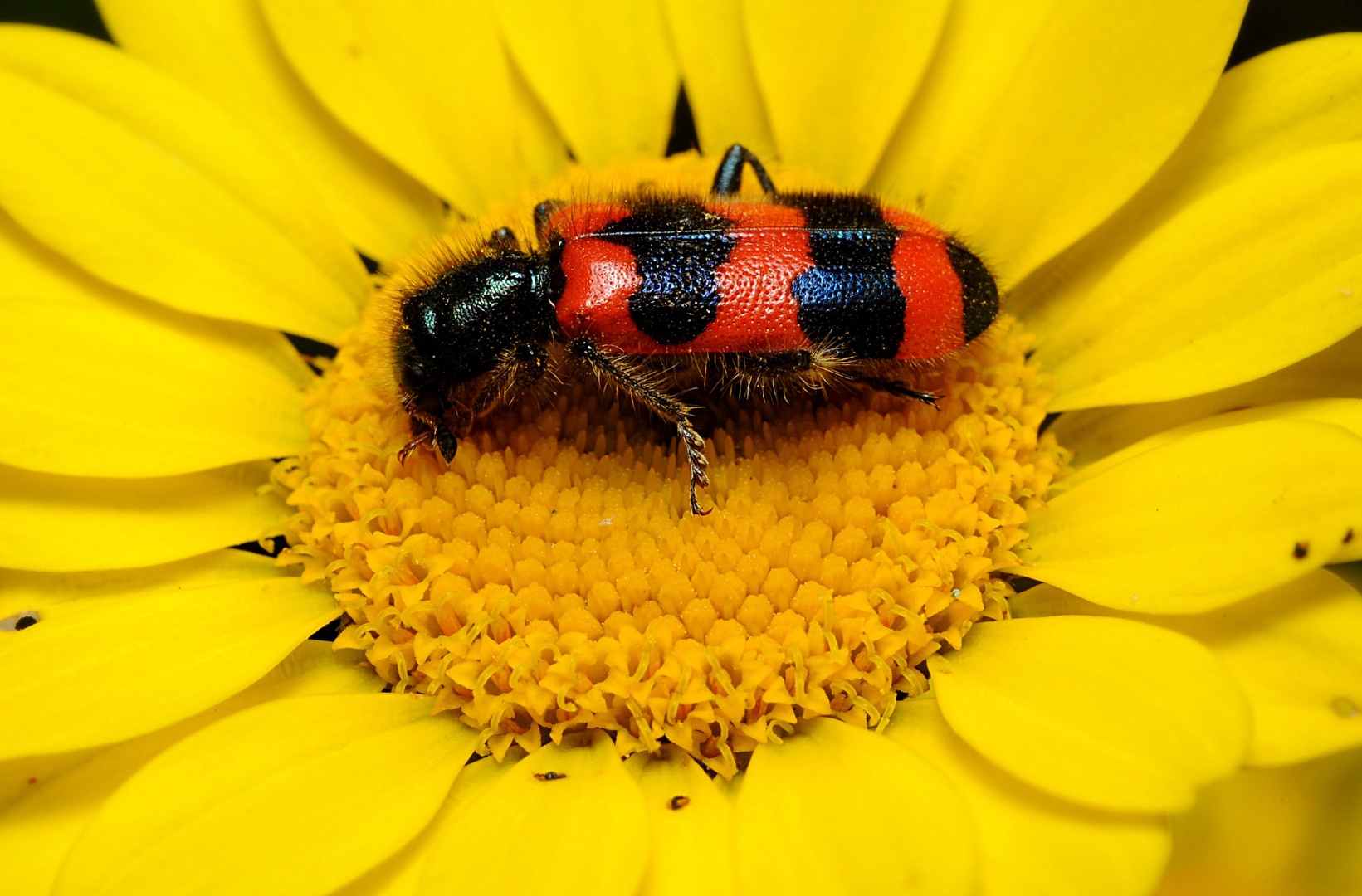 Fotokurs Insekten/Schmetterlinge