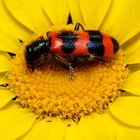 Fotokurs Insekten/Schmetterlinge