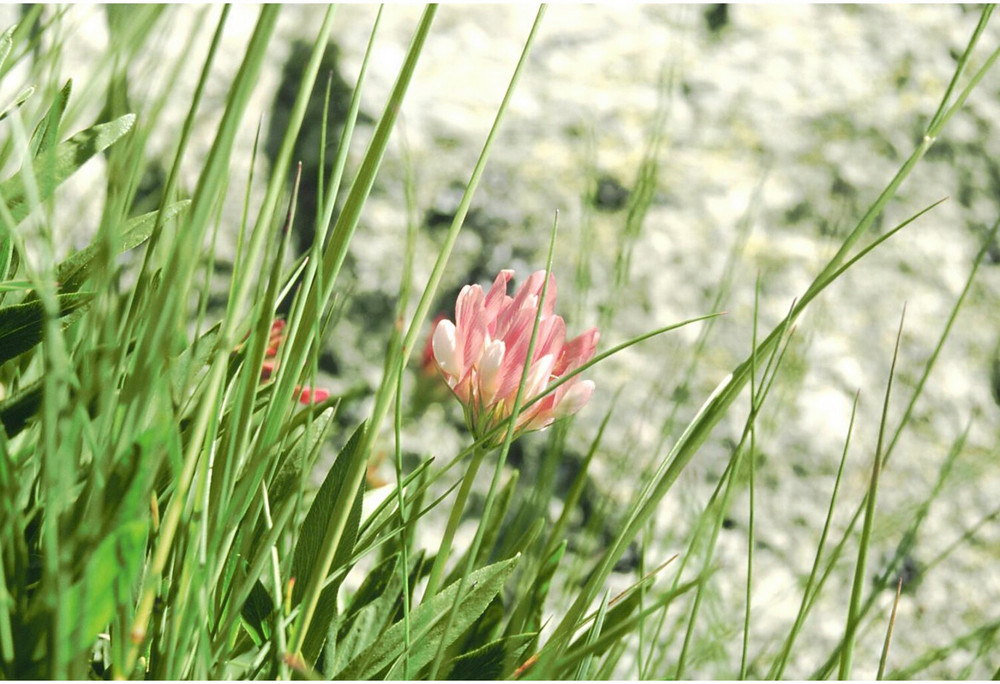 Fotokurs Realp - Bergblume