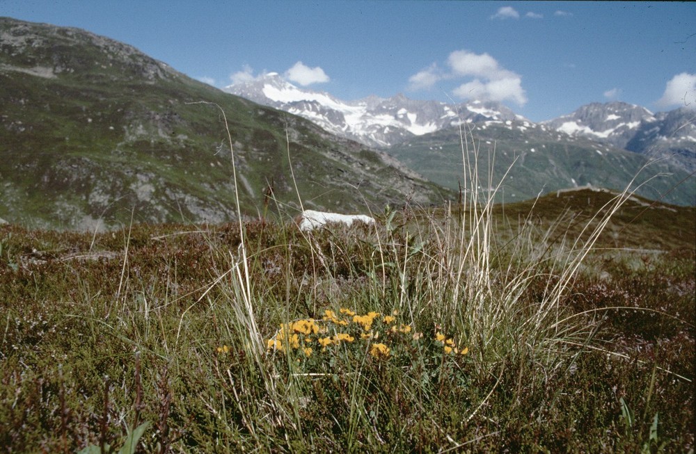 Fotokurs Realp - Blumen mit Dammastock