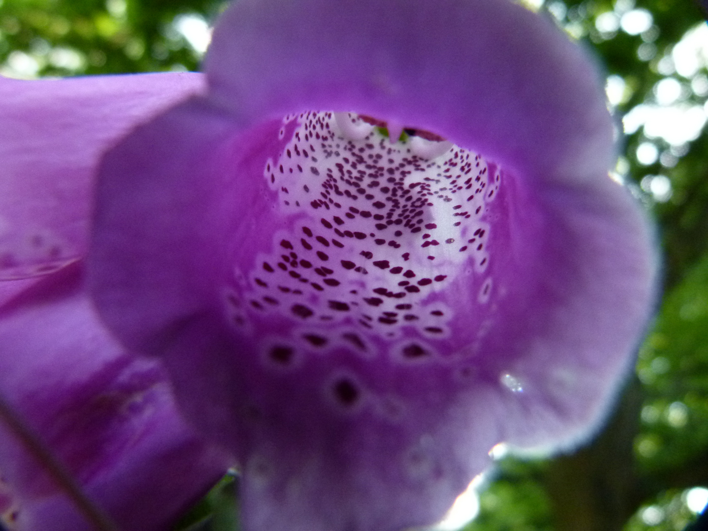 Fotokurs/Naturgarten