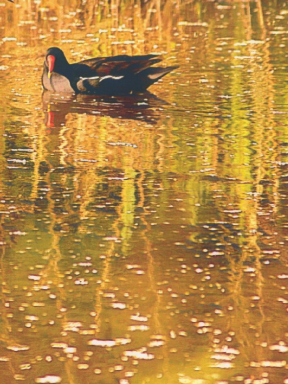 Fotomalerei: Am Teich