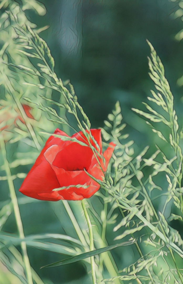 Fotomalerei: Mohn