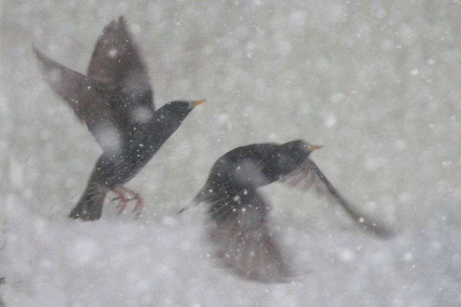 Fotomalerei  -  Stare im Schneetreiben