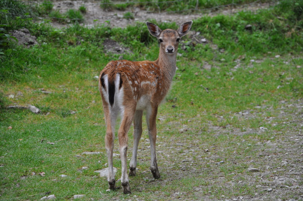 Fotomodel gesucht ???