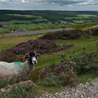 Fotomodell á la North Yorkshire Moors