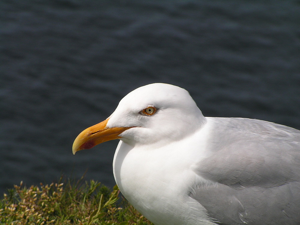 Fotomodell auf Helgoland