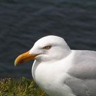 Fotomodell auf Helgoland