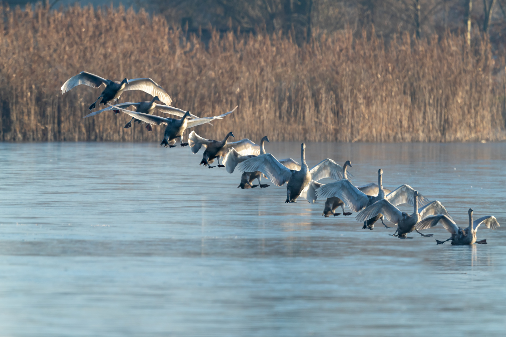 Fotomontage - Up's Schwan on Ice