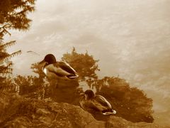 fotomontaggi della natura (lago di bled)