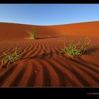 Fotoparadies Wüste Namib