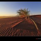 Fotoparadies Wüste Namib II