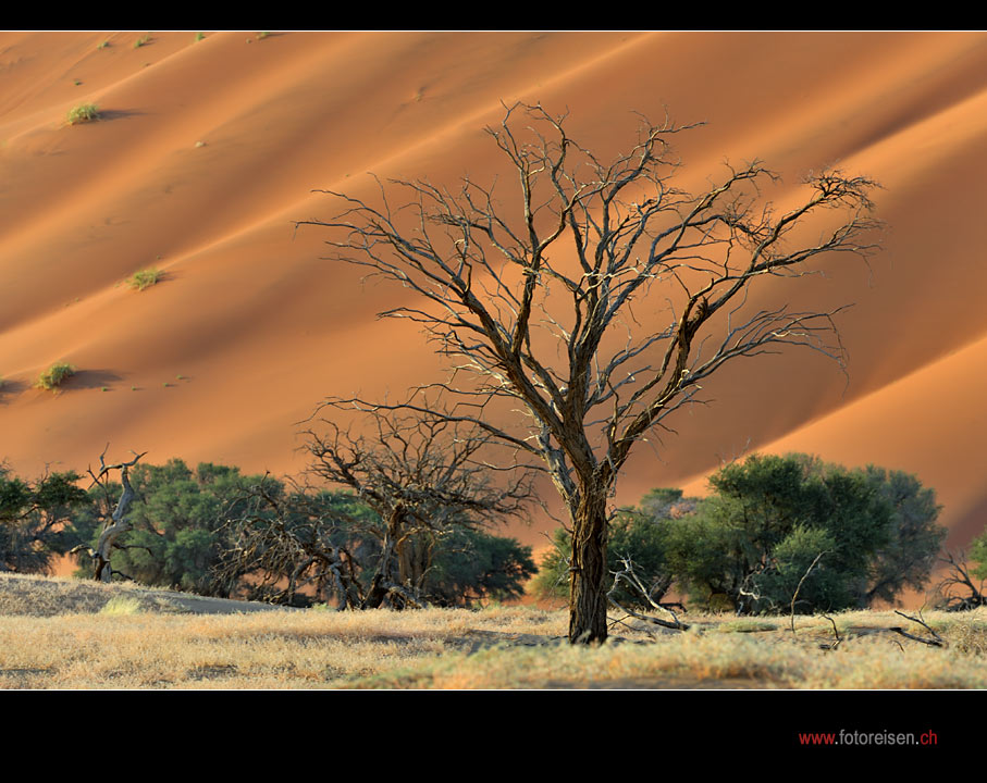 Fotoparadies Wüste Namib III