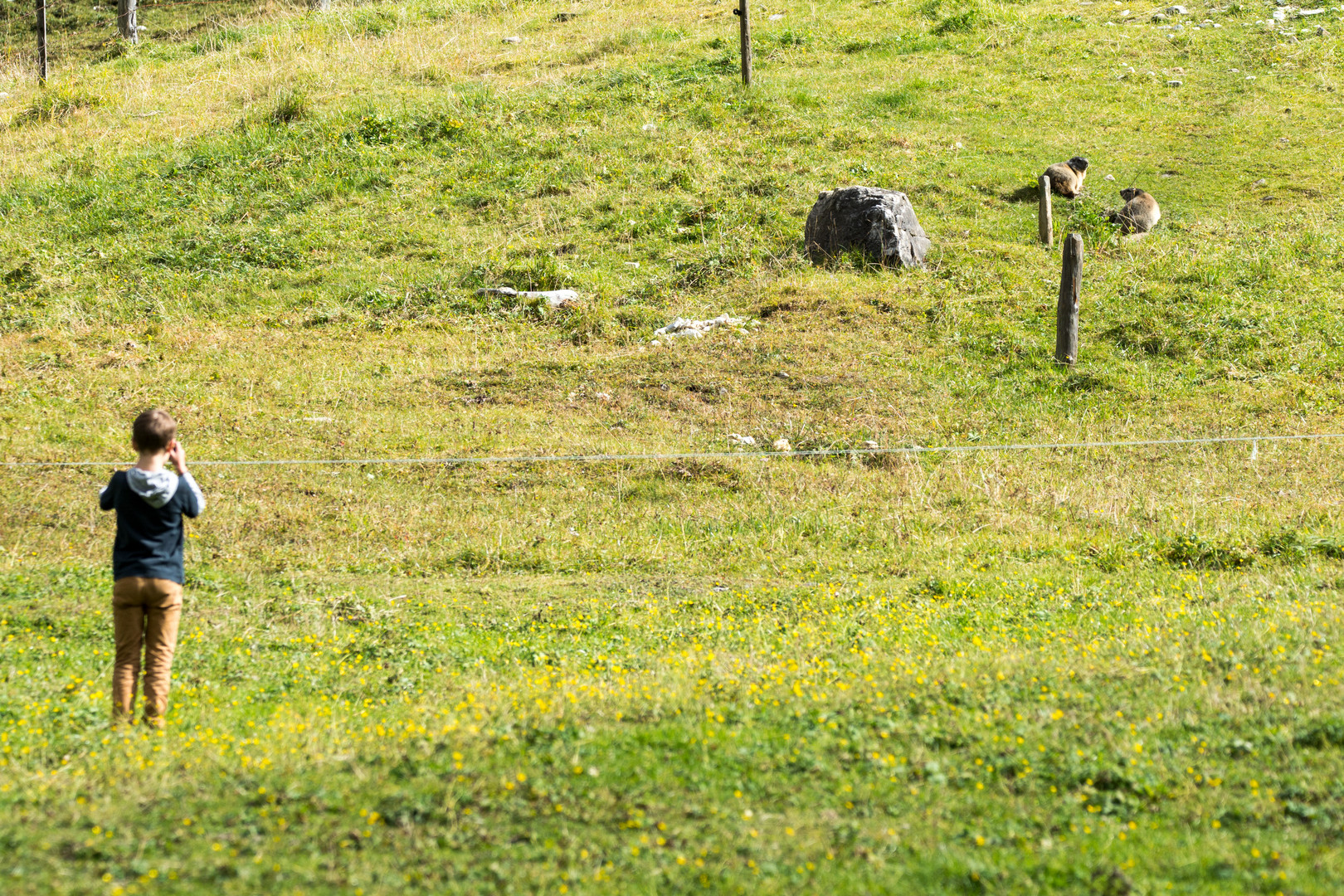 Fotopirsch auf Murmeltier