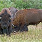 Fotopirsch im Grand-Teton-Nationalpark