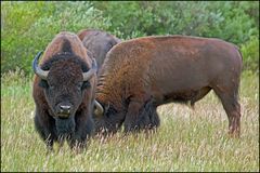 Fotopirsch im Grand-Teton-Nationalpark