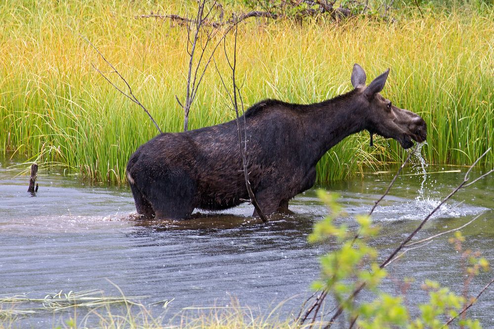 Fotopirsch im Grand Teton NP, Wyoming