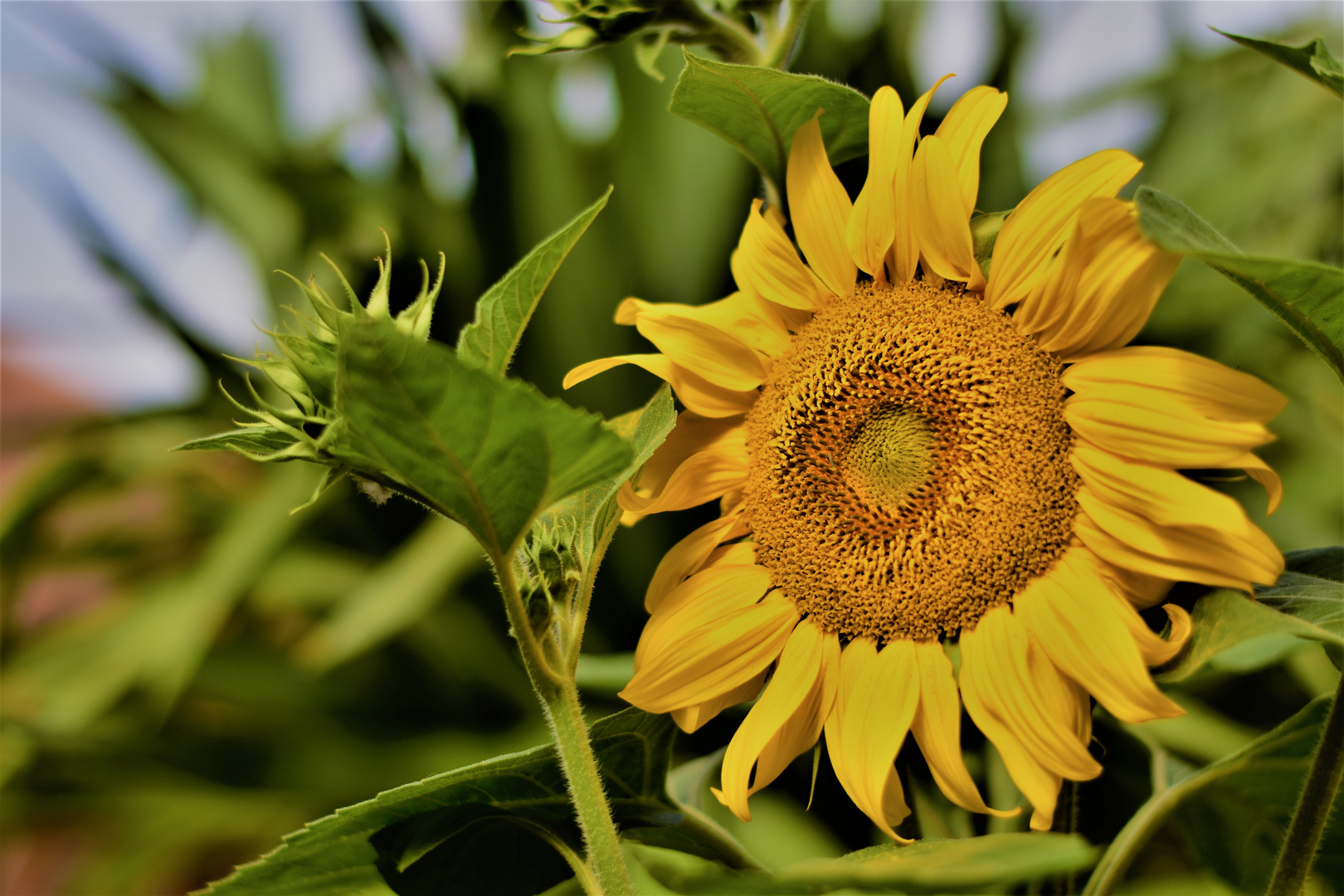 Fotoprojekt:Sonnenblume