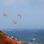 Fotoreise Helgoland - Natur- und Vogelschutzgebiet Lummenfelsen - Basstölpel