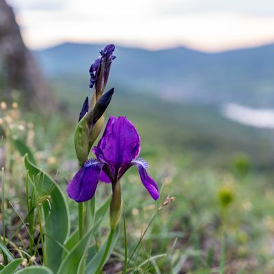 Fotoreise ins Böhmische Mittelgebirge - Wilde Lilie über der Elbe im Quadrat